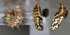 Melitaea didyma
